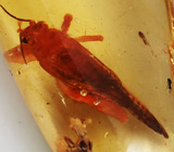 Мадагаскарский копал с насекомыми 13,96 карат