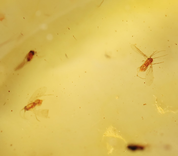 Мадагаскарский копал с насекомыми 13,96 карат