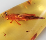 Мадагаскарский копал с насекомыми 13,96 карат