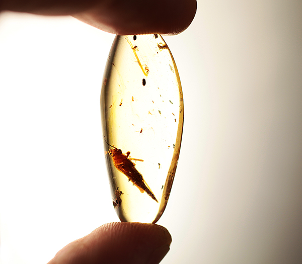 Мадагаскарский копал с насекомыми 13,96 карат