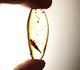 Мадагаскарский копал с насекомыми 13,96 карат