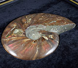 Крупный опализированный мадагаскарский аммонит в багете 603,5 грамм
