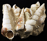 Окаменевшие раковины вида "Turitella" 432 грамм Не указан
