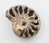 Пиритовый аммонит 28,54 карата