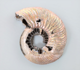 Пиритовый аммонит с перламутровым слоем 58,04 карата