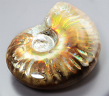 Опализированный аммонит 81,16 карата