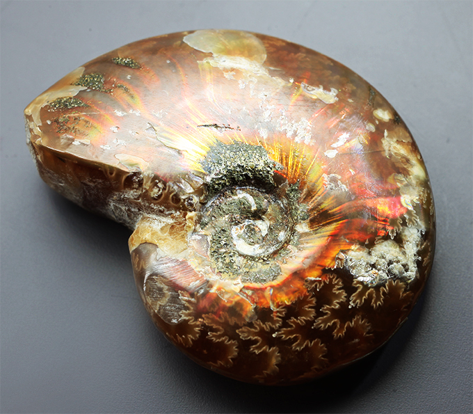 Опализированный аммонит 66,4 карата