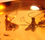 Кулон с доминиканский янтарем с насекомыми Серебро 925