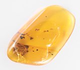 Ископаемый доминиканский янтарь с насекомым 2,43 карата