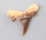 Ископаемый зуб акулы Turania 2,24 карата