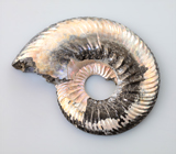 Крупный пиритовый аммонит с перламутровым слоем 43,6 карата