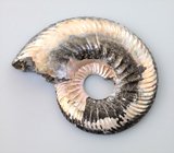 Крупный пиритовый аммонит с перламутровым слоем 43,6 карата