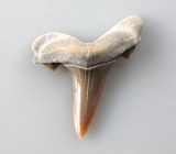 Ископаемый зуб акулы Turania 1,31 карата