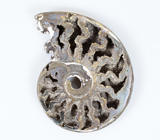 Пиритовый аммонит с перламутровым слоем 13,71 карата